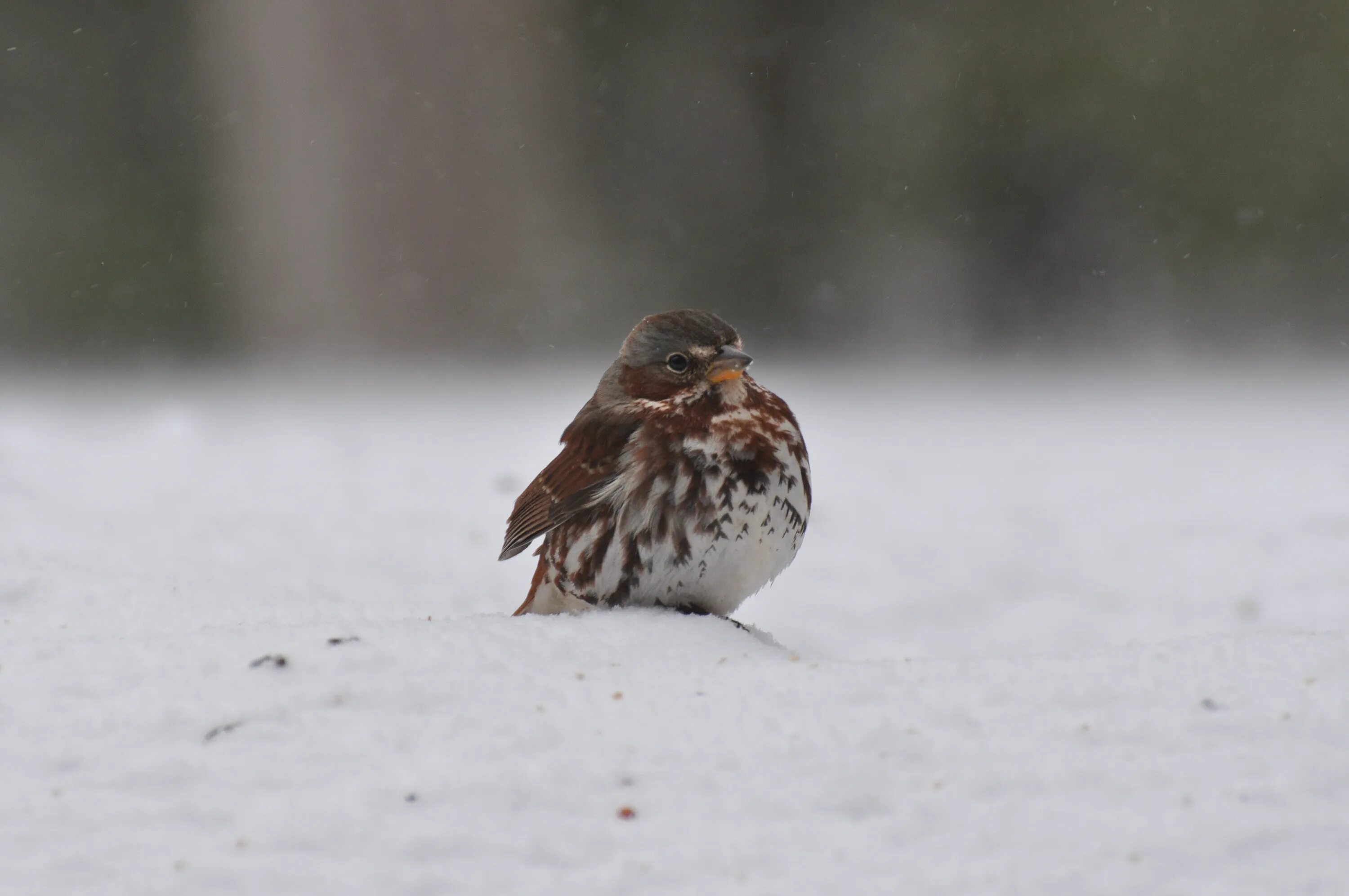 Замерзший Воробей. Воробей зимой. Воробей на снегу. Воробушки зимой. Cold bird