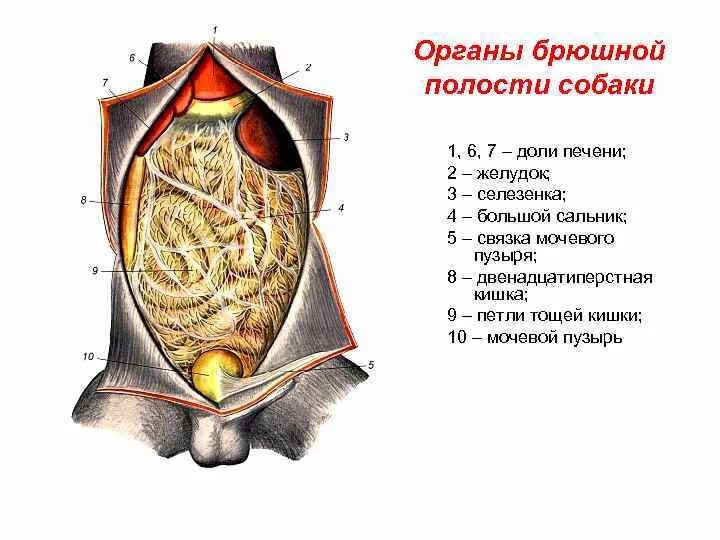 Анатомия органов брюшной полости. Эндометриоз брюшной полости. Матка орган брюшной полости. Анатомия брюшной полости и малого таза. Фаллопиевы трубы.