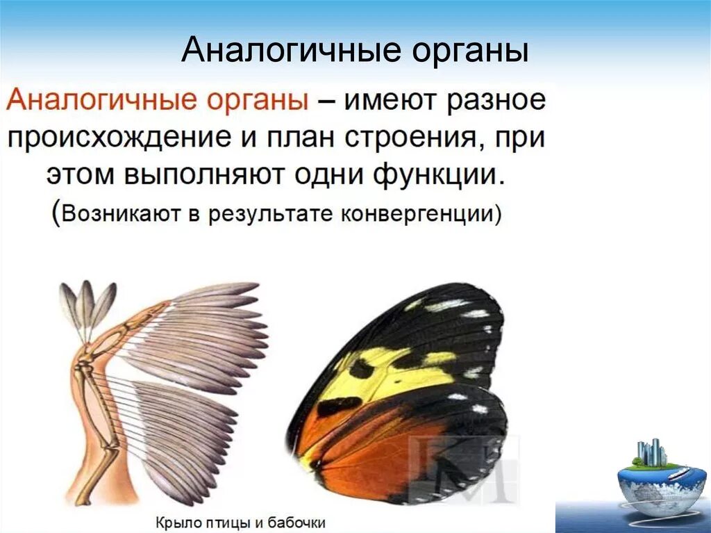 Пример аналогичного явления у животных. Аналогичные органы. Амоломологичные органы. Аналогичные органы крыло бабочки и крыло птицы. Птица с крыльями бабочки.