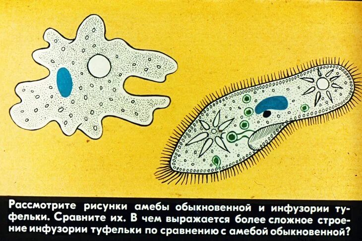 Амеба обыкновенная и инфузория туфелька. Инфузория-туфелька инфузории. Амеба и инфузория туфелька. Инфузория амеба амеба. Амебы инфузории туфельки.