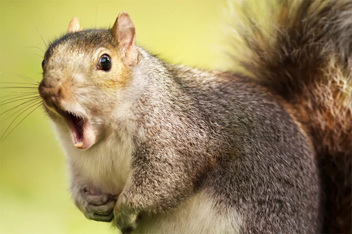 Squirrel go