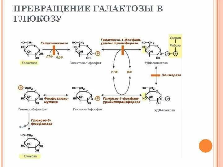 Схема обмена гликогена биохимия. Метаболизм фруктозы и галактозы. Превращение галактозы в глюкозу. Схема процесса поддерживающего температуру тела человека биохимия. Нарушение обмена фруктозы биохимия.