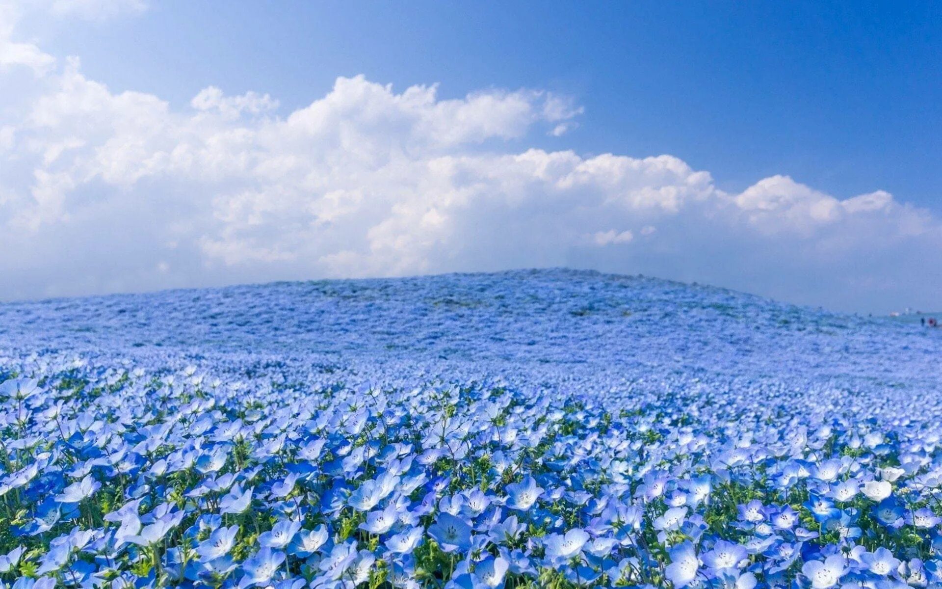 Lots of blue. Национальный парк Хитачи Япония. Хитачи Сисайд парк Япония. Немофила в парке Хитачи, Япония. Парк Хитачи голубые поля Япония.