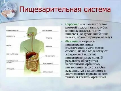 Как называется строение организмов и органов