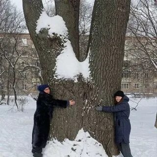 Дуб спилили