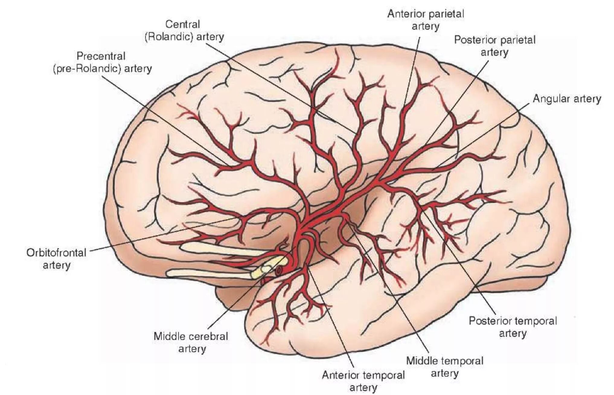 Ветви средней мозговой артерии анатомия. Кровоснабжение средней мозговой артерии. Средняя менингеальная артерия. Задняя менингеальная артерия.