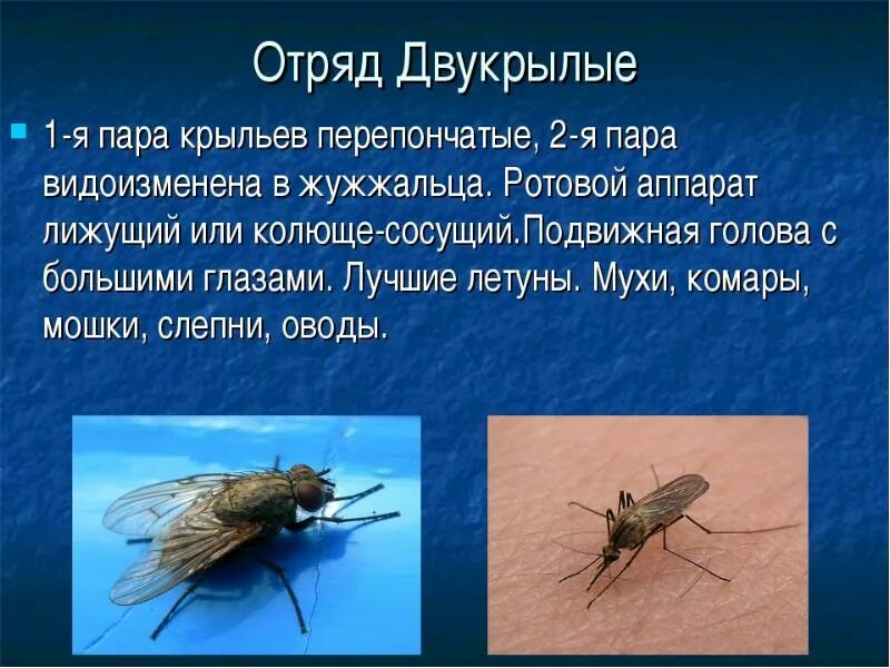 Отряд двукрылые тип членистоногие род. Отряд насекомых двукрылые представители. строение крыльев двукрылых насекомых. отряд насекомых двукрылые описание. презентация отряд двукрылые комары.