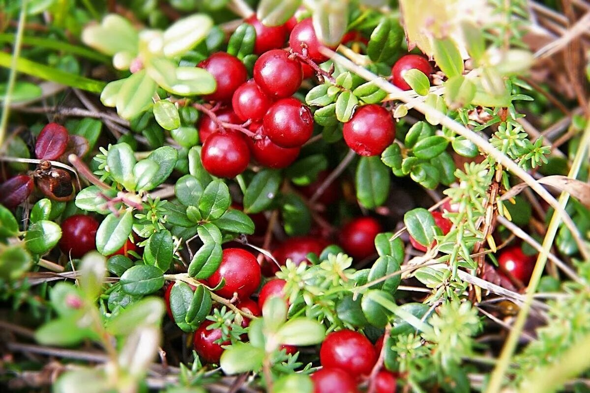 лекарственные ягоды. брусника санна. клюква болотная (oxycoccus palustris). лекарственные ягоды. лекарственные ягоды.