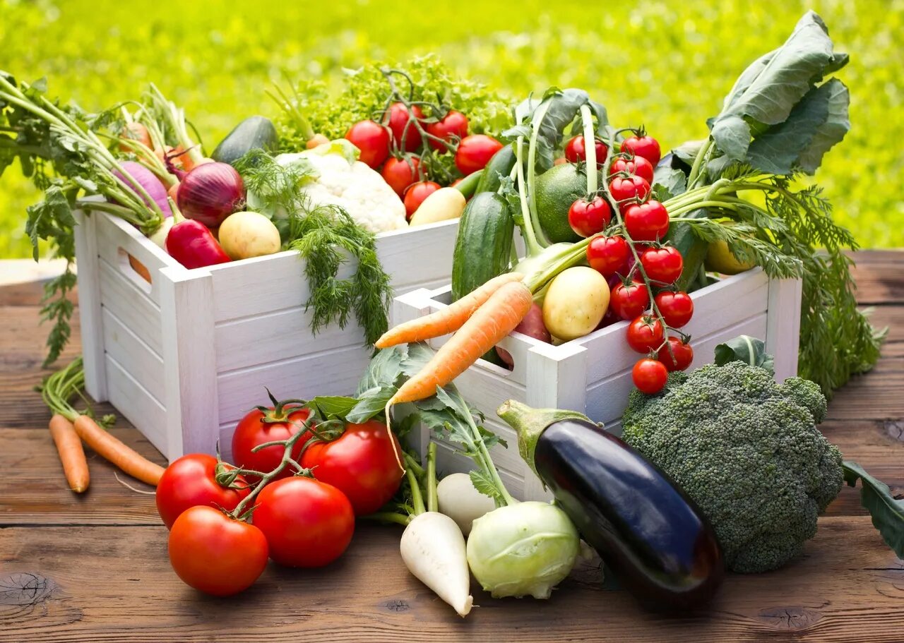 Овощи на грядке. Огород урожай. Овощные растения. Овощи и фрукты с огорода. Семена овощей на 2024