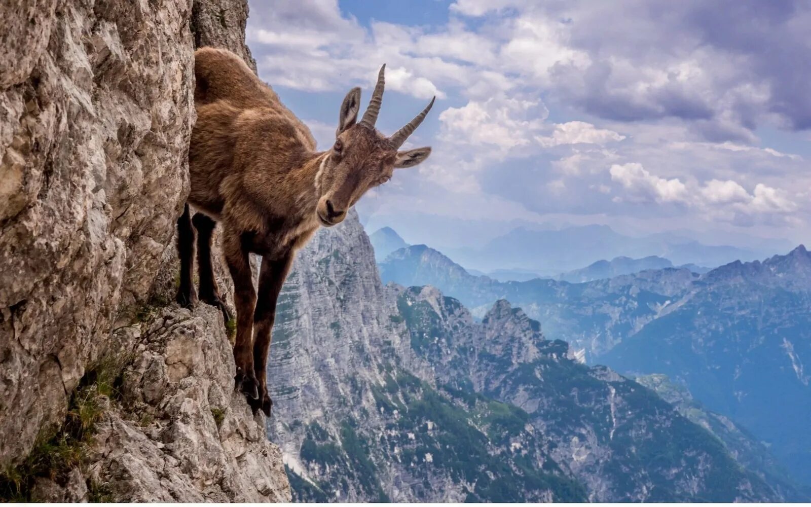 Альпийские Ибексы. Горные козлы Ибексы. Горные козы на отвесных скалах. Альпийский горный козел Ибекс.