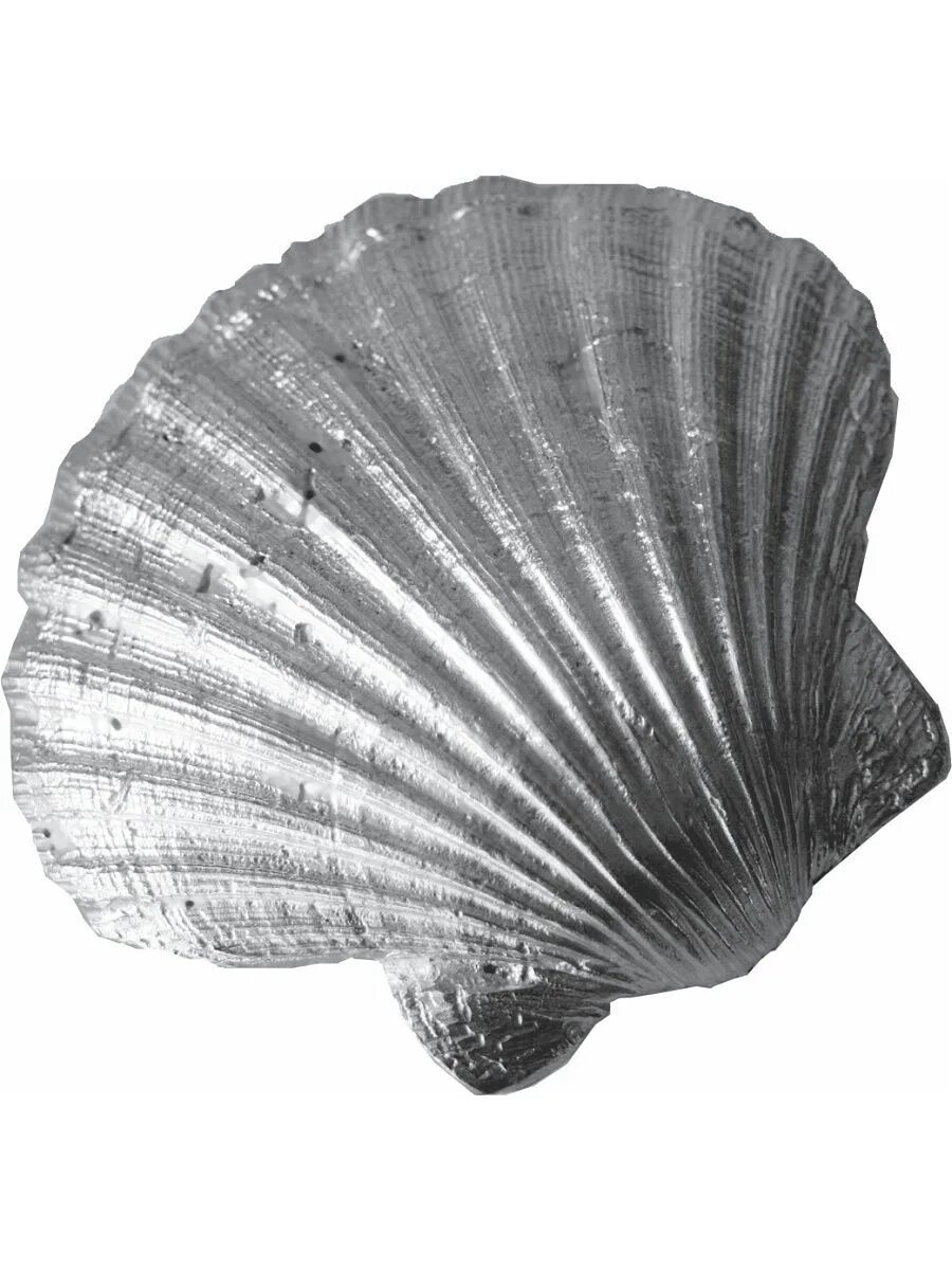 Scallop Shell раковина. Морской гребешок Ракушка. Раковина морского гребешка. Ракушка от гребешка. Ракушка гребешок морской