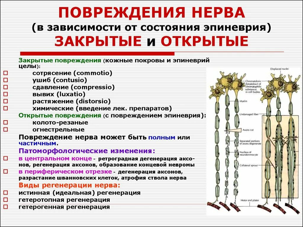 11 пара черепных нервов добавочный нерв. Плечевое сплетение зоны иннервации схема. Xi пара добавочный нерв. Шейное сплетение схема иннервация. Плечевое сплетение таблица иннервации.