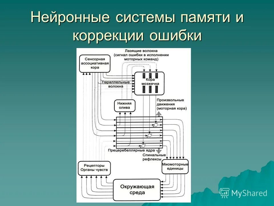 Предмет цели и задачи психофизиологии. Психофизиология введение. Психофизиология введение. Системная психофизиология. Каудо таламо кортикальная система активации.
