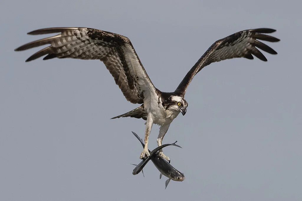 Pandion haliaetus. Картинки скопа забайкальского края. Краснокнижная скопа. Скопа на белом фоне. Альтушка для скопа.