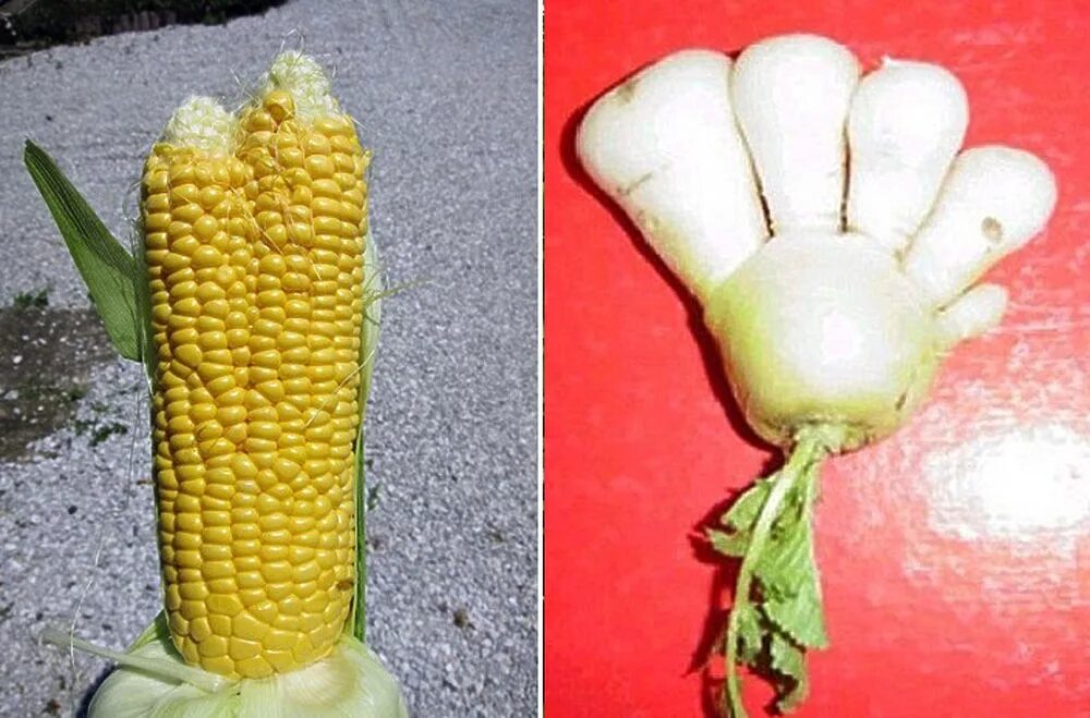 Мутированные растения. Влияние радиации на растения и животных. Мутация растений и животных. Чернобыльская аэс мутанты. Фукусима растения мутанты.