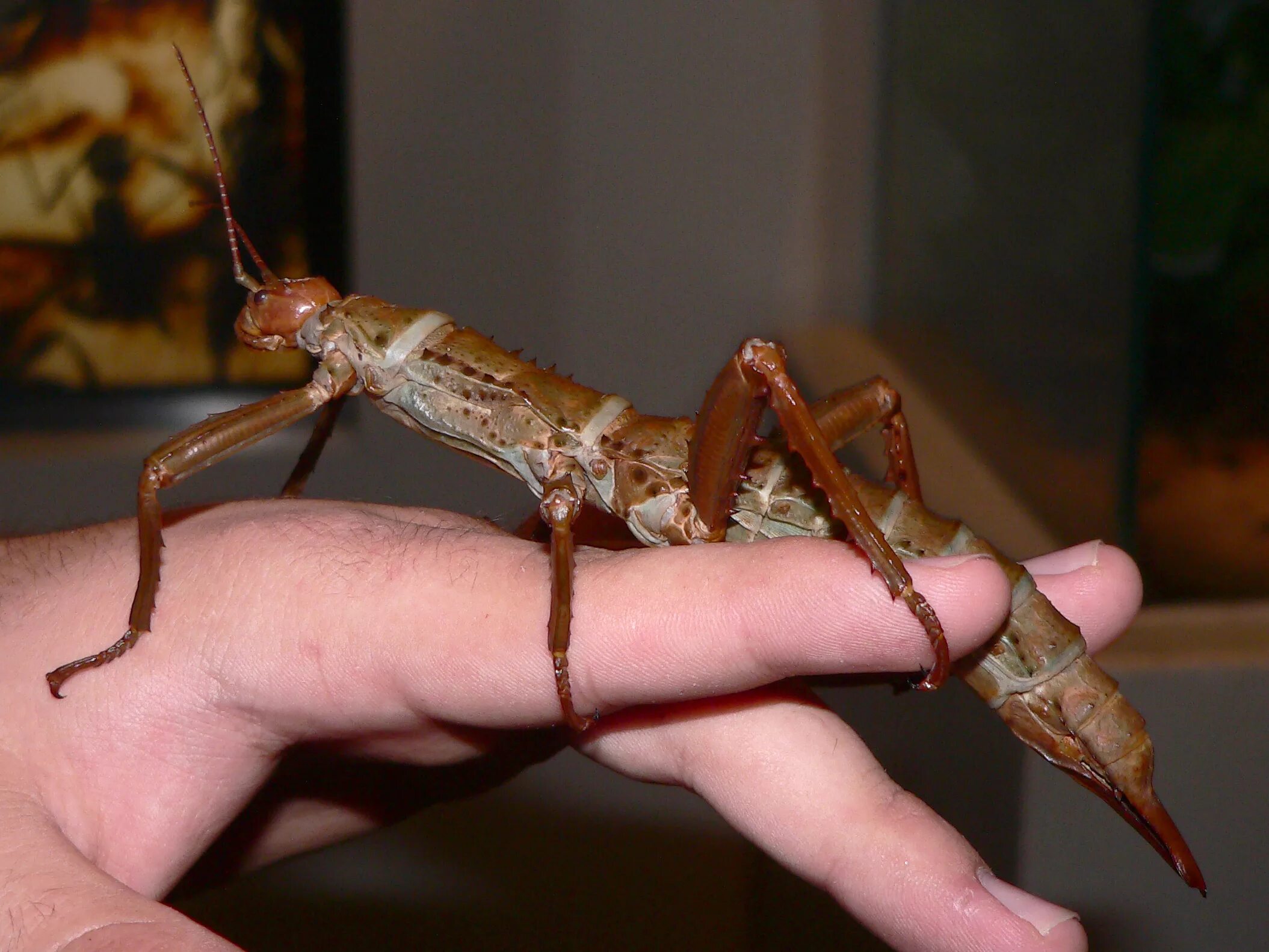 Палочник Eurycantha calcarata. Реликтовый Уссурийский палочник. Eurycnema Goliath палочник. Аннамский палочник самец. Американский плоскоухий членистоногие когтеступ