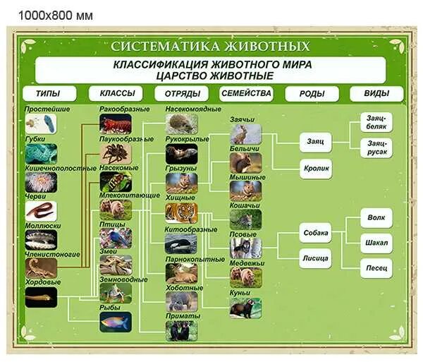 Систематика животных схема 5 класс биология. Систематика животных 5 класс биология. Систематика царства животных 7 класс биология. Царство животных классификация схема 5 класс. Систематические группы схема