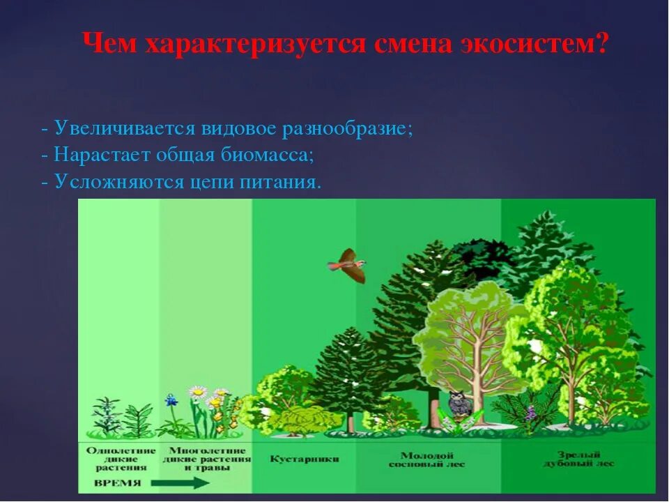 Видовое разнообразие примеры. Биогеоценоз широколиственного леса схема. Разнообразие биогеоценозов. Растительная экосистема. Видовое многообразие экосистем.