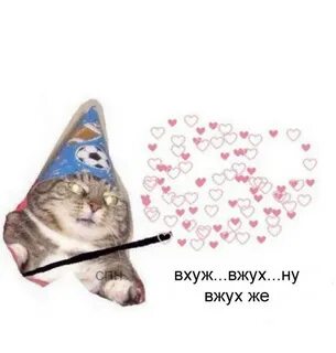 Коте вжух
