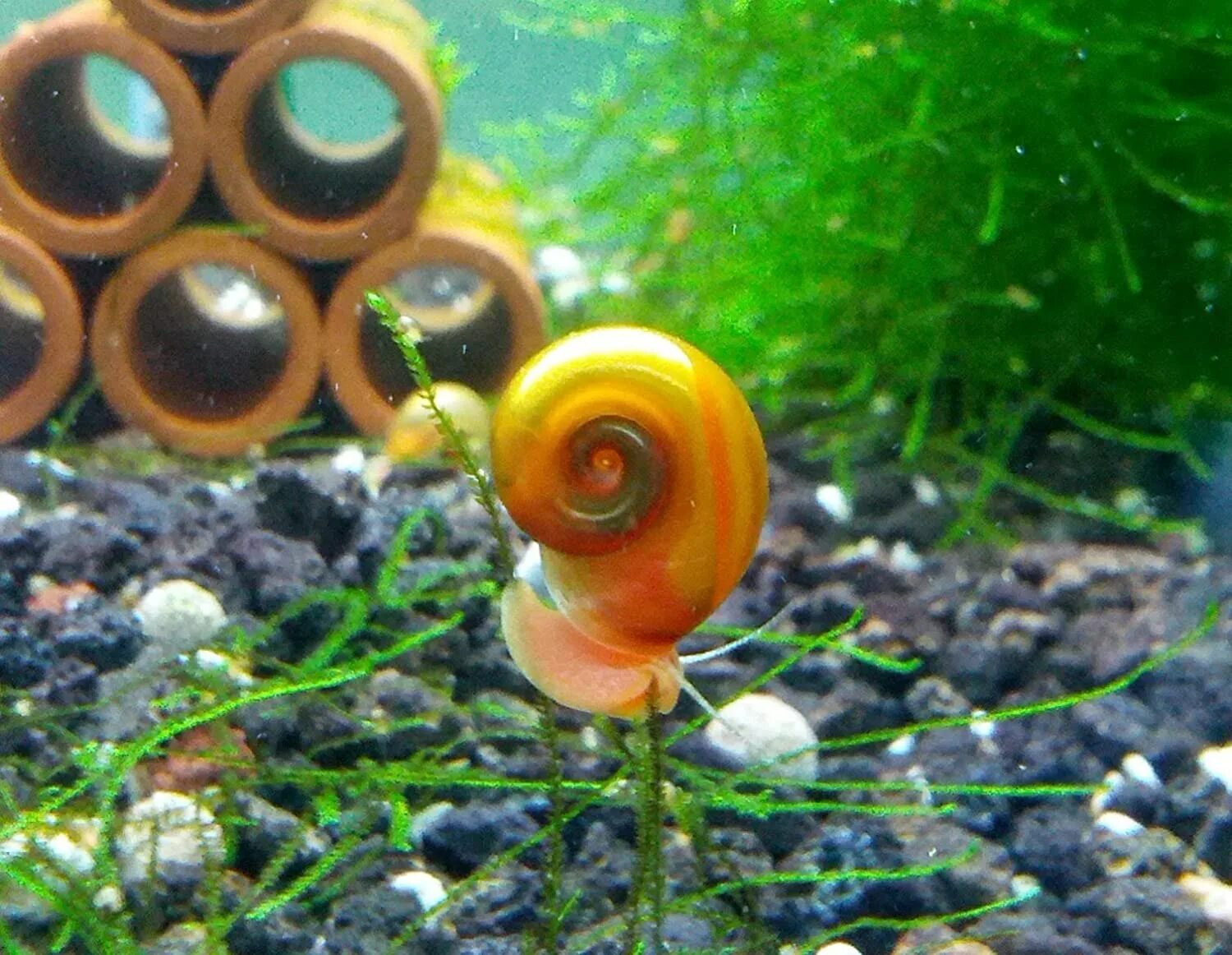 Улитки ампулярии. Улитка ампулярия детки. Ramshorn Snail улитка катушка. Аквариумные улитки ампулярии. Очищенные улитки