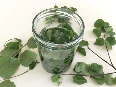 Листья берез масло