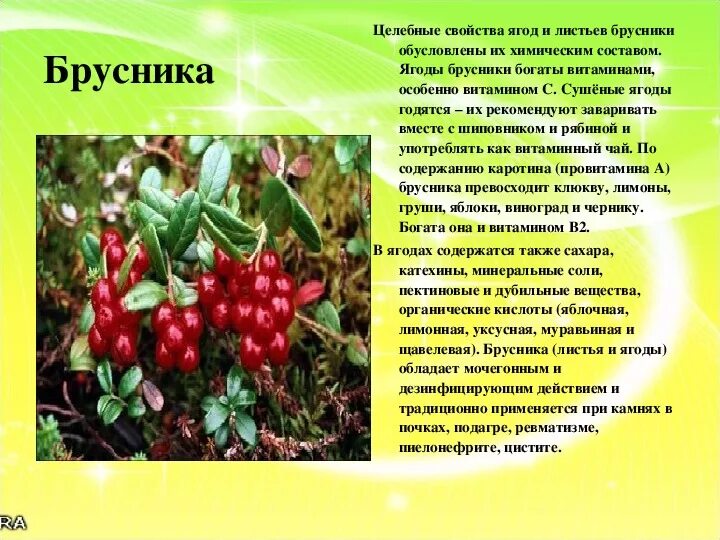 Брусника ягода полезные свойства. Брусника полезные свойства. Полезные свойства бизники. Брусника. Брусника.