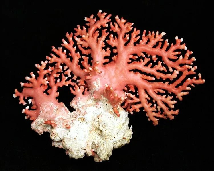 Corallium rubrum минерал. Коралл ра. Риф коралловый 54546. Corallium rubrum. Горгониевые восьмилучевые кораллы.