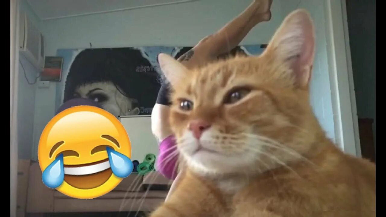 Кот симба видео. Котики из тик тока. симба кот из тик. смешной кот тикток. кот симба из тик тока.