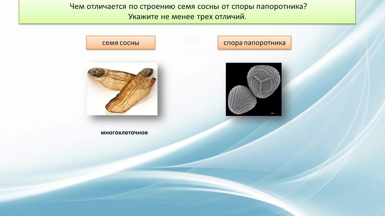 Строение споры папоротника и семени сосны. Семена голосеменных строение. Различие семени и споры. Строение семени голосеменных. Характеристика споры и семени