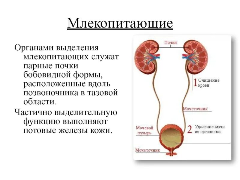 Какие почки у млекопитающих. Выделительная система животных млекопитающих. Млекопитающие выделительная система система кратко. Органы выделительной системы у млекопитающих 7 класс. Выделительная система млекопитающих 7 класс.