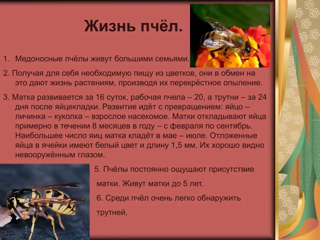 Сообщение о пчелах 2 класс окружающий мир. Доклад о пчелах. Сообщение о пчелах 2 класс. Пчела краткое описание. Информация о пчелах 2 класс окружающий