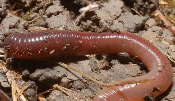 Энхитреус гриндаль. Мелкие белые черви энхитреи. Цветочные червяки. Цветочные червяки. Цветочные червяки.