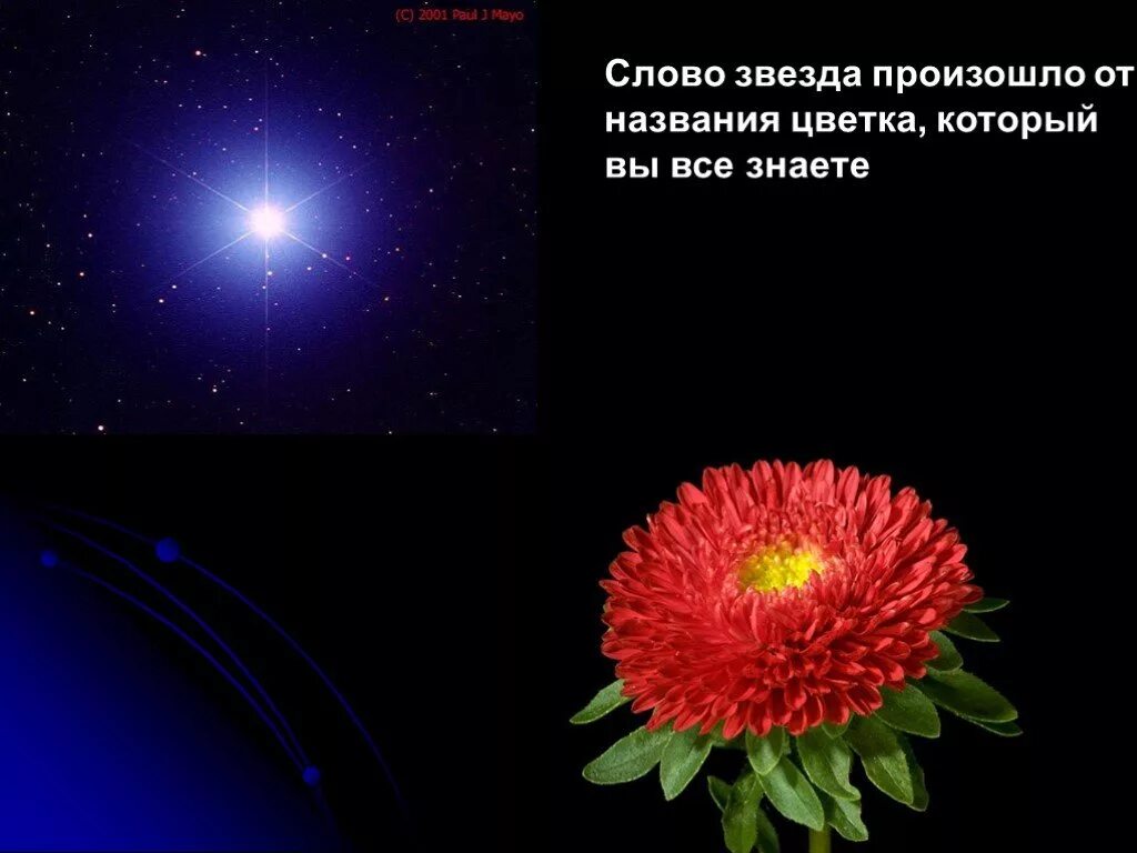 Слово звезда есть. Звездные названия цветов. Происхождение слова звезда. Название какого цветка произошло от слова звезда. Название цветка от слова звезда.