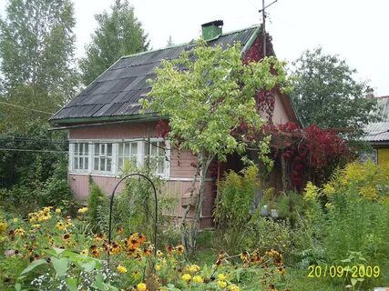 Мшинская спб сегодня
