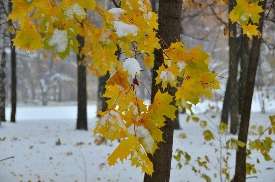 Осень без тебя зима. Клен в снегу. Осень снег. Первый снег. Листья клена зимой.