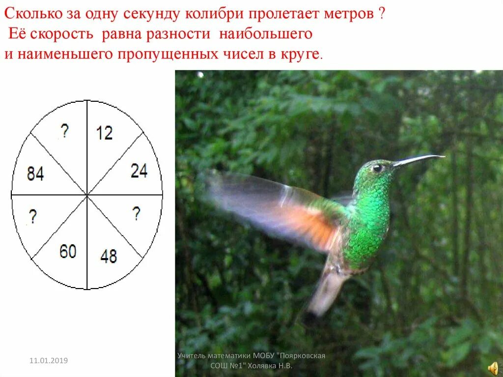 Сколько метров Колибри. Сколько взмахов делает Колибри за 1 секунду. Таблица Колибри. Сколько взмахов делает Колибри. Сколько взмахов в секунду делает