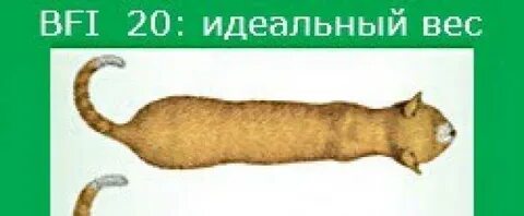 Вес кота без мешка 5 букв сканворд