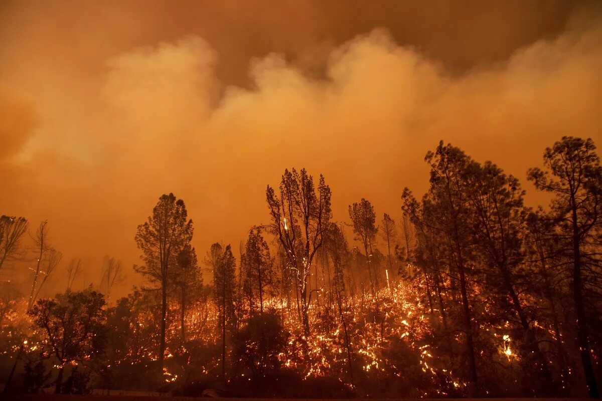 Сильный верховой пожар. Природные пожары. Пожар леса. Пожар на природе. Естественные Лесные пожары.