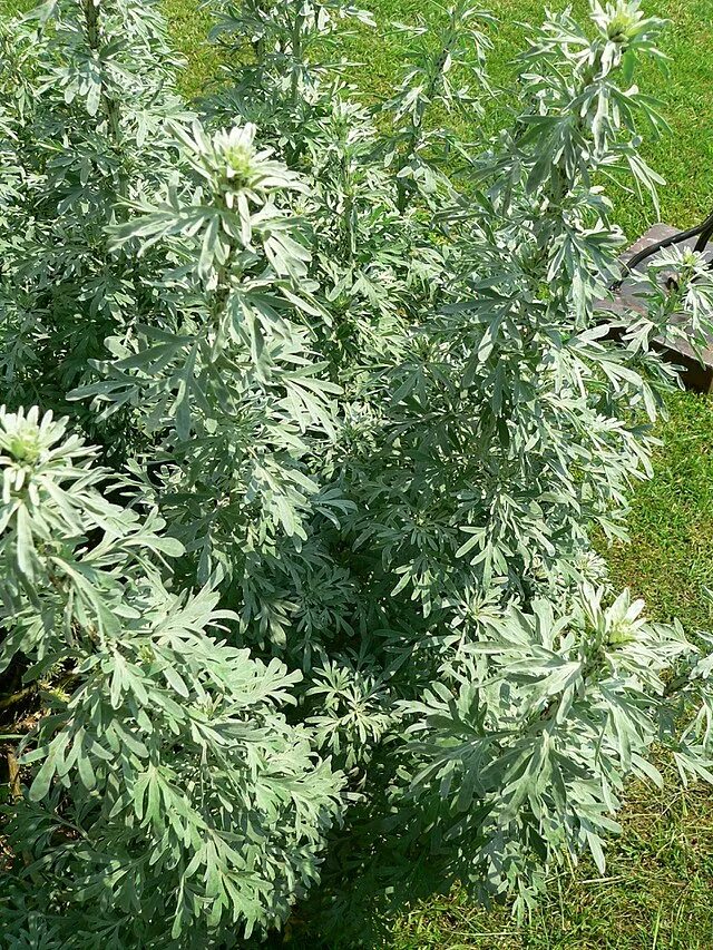 File:Artemisia absinthium 0002.JPG - Wikipedia