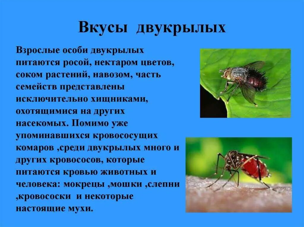 Чем двухкрылые отличаются от других насекомых. Отряды насекомых двукрылые. отряд двукрылые комары. пища двукрылых насекомых. чем питаются двукрылые.