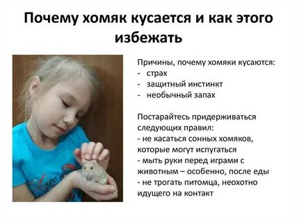 Укус хомяка опасен