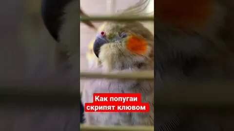 Корелла скрипит клювом