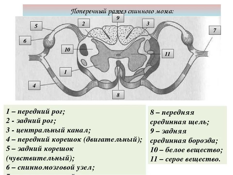 Как выглядит спинной мозг на поперечном. Поперечный срез спинного мозга. Схема поперечного разреза спинного мозга. Поперечный срез спинного мозга ЕГЭ биология. Строение спинного мозга на поперечном разрезе.