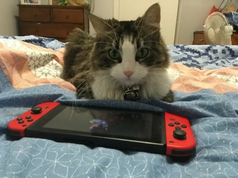 Nintendo cat. Кот Нинтендо. Nintendo кошка. Gamepad Cat. Cat Play Xbox.