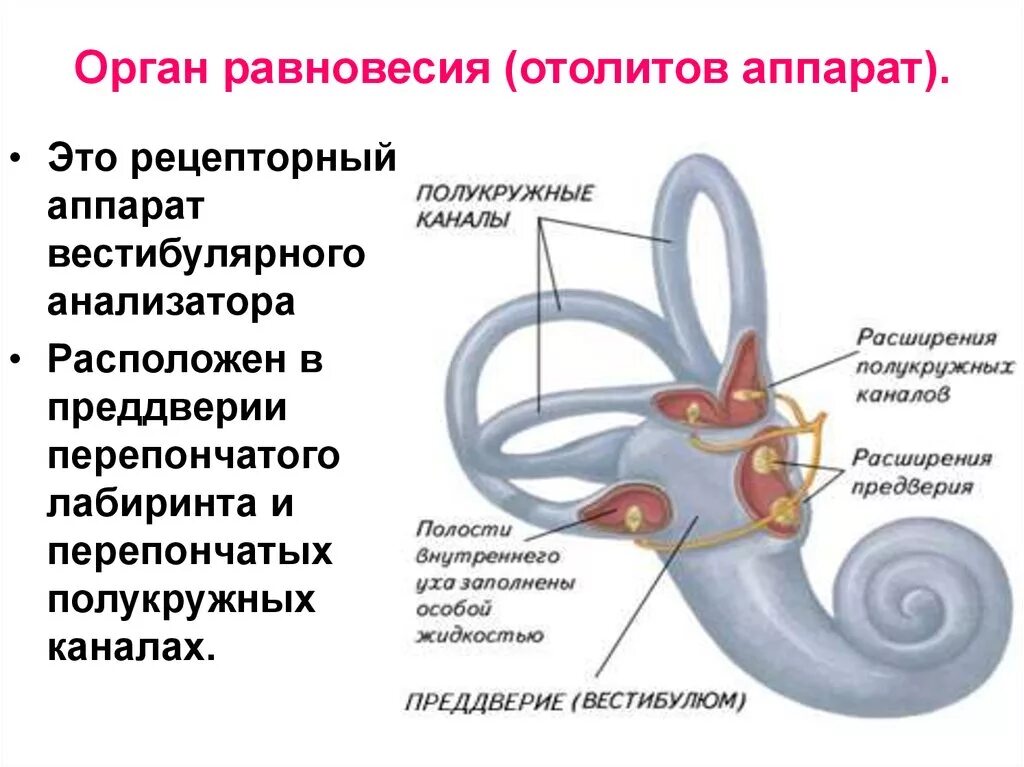 Вестибулярный аппарат симптомы у взрослых. Отолитовый аппарат и полукружные каналы. Вестибулярный анализатор внутреннее ухо. Орган равновесия полукружные каналы. Структуры уха и вестибулярного аппарата.