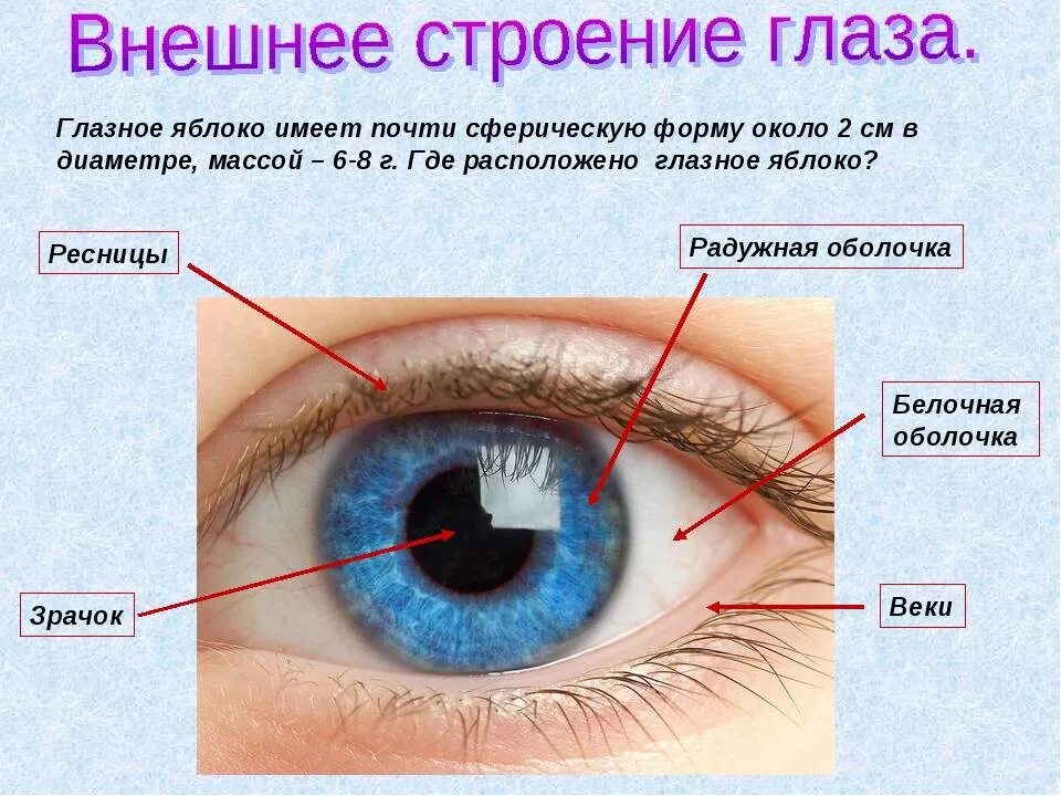 Функция радужки глаза. Зрачок глаза строение. строение глаза зрачок радужка. внешнее строение глаза. внншние строение глаза.