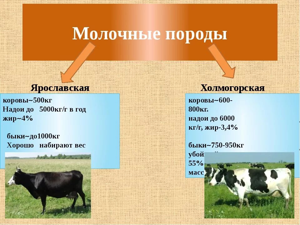 Биологические особенности рогатого скота