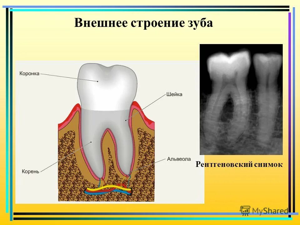 Состав зуба. Анатомия зуба коронка шейка корень. строение зуба коронка шейка корень. коронка шейка и корень зуба. корень зуба строение зуба.