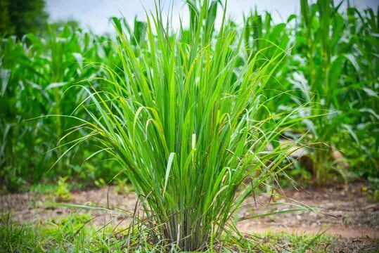 Lemongrass aceite esencial в интернет-магазине на Ярмарке Мастеров Oil, Moscow -