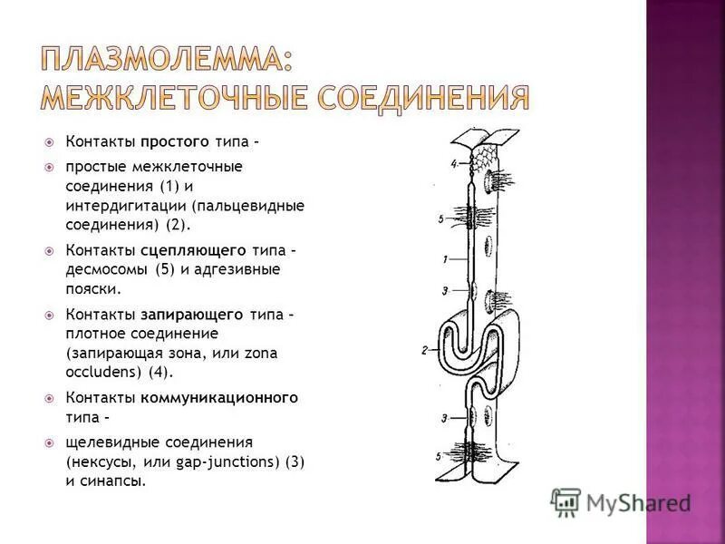 Межклеточные соединения интердигитации. Виды межклеточных контактов. Межклеточные контакты простое соединение. Назовите межклеточные контакты простого типа:. Запирающая зона